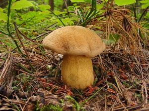 Klouzek strakoš - Suillus variegatus  (Sw.) Richon & Roze 1888