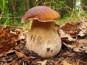 Klikni pro velký obrázek