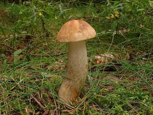 Klikni pro velký obrázek