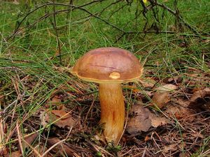 Klikni pro velký obrázek