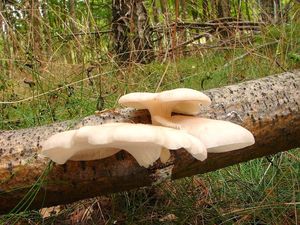 Hlíva plicní - Pleurotus pulmonarius (Fr.) Quél. 1872