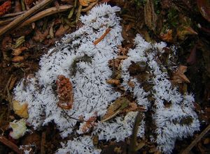 Válečkovka keříčkovitá - Ceratiomyxa fruticulosa