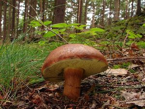 Klikni pro velký obrázek