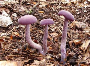 Lakovka ametystová - Laccaria amethystina Cooke 1884