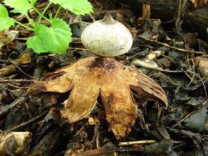 Hvězdovka límečková - Geastrum striatum DC. 1805