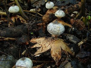 Hvězdovka límečková - Geastrum striatum DC. 1805