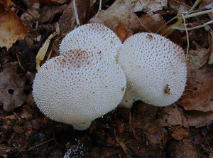 Pýchavka obecná - Lycoperdon perlatum Pers. 1796
