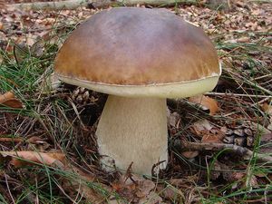 Klikni pro velký obrázek