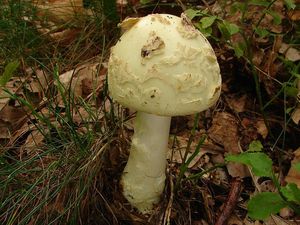 Muchomůrka citronová - Amanita mappa