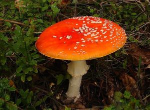 Muchomůrka červená - Amanita muscaria (L.) Lam. 1783