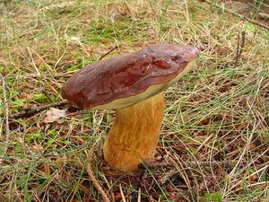 Hřib hnědý - Boletus badius (Fr.) Fr.