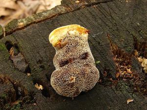 Hnědák Schweinitzův - Phaeolus schweinitzii (Fr.) Pat. 1900