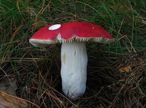 Klikni pro velký obrázek