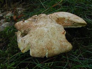 Klikni pro velký obrázek