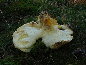 Klikni pro velký obrázek