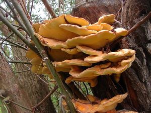 Sírovec žlutooranžový - Laetiporus sulphureus (Bull.) Murrill 1920