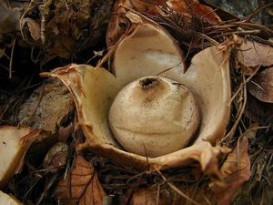 Hvězdovka trojitá - Geastrum triplex Jungh. 1840