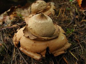 Hvězdovka trojitá - Geastrum triplex