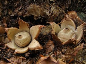 Hvězdovka trojitá - Geastrum triplex