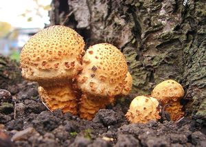 Šupinovka kostrbatá - Pholiota squarrosa