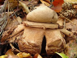 Hvězdovka trojitá - Geastrum triplex