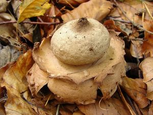 Hvězdovka trojitá - Geastrum triplex