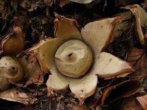 Hvězdovka trojitá - Geastrum triplex