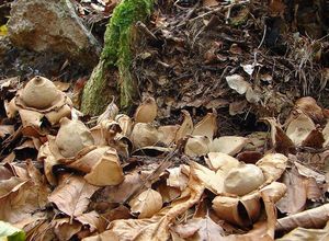 Hvězdovka trojitá - Geastrum triplex Jungh. 1840