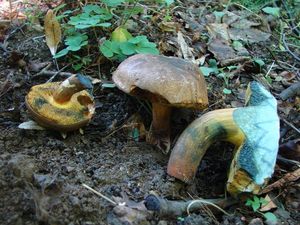 Hřib modračka - Boletus pulverulentus Opat.