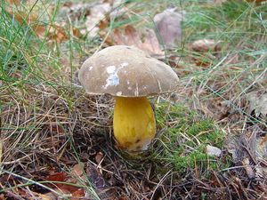 Klikni pro velký obrázek