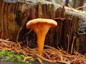 Lištička pomerančová - Hygrophoropsis aurantiaca (Wulfen) Maire 1921