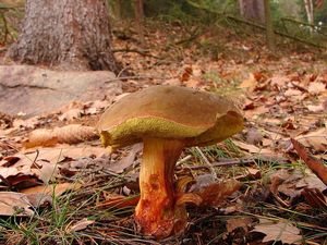 Klikni pro velký obrázek