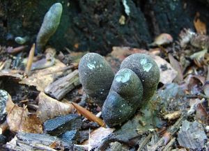 Dřevnatka mnohotvárná - Xylaria polymorpha (Pers.) Grev. 1824