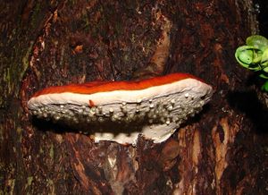 Troudnatec pásovaný - Fomitopsis pinicola (Sowerby) P. Karst.