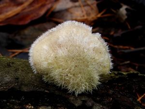 Outkovka chlupatá - Trametes hirsuta