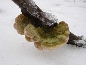 Outkovka chlupatá - Trametes hirsuta