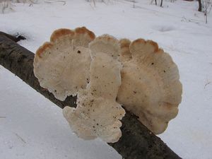 Outkovka chlupatá - Trametes hirsuta