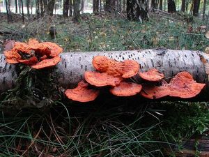 Outkovka rumělková - Pycnoporus cinnabarinus (Jacq.) P. Karst. 1881