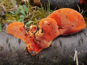 Outkovka rumělková - Pycnoporus cinnabarinus (Jacq.) P. Karst. 1881