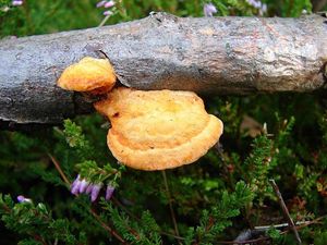 Outkovka rumělková - Pycnoporus cinnabarinus