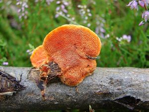 Outkovka rumělková - Pycnoporus cinnabarinus