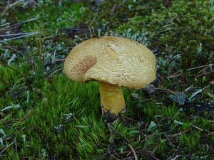 Hřib peprný - Chalciporus piperatus (Bull.) Bataille