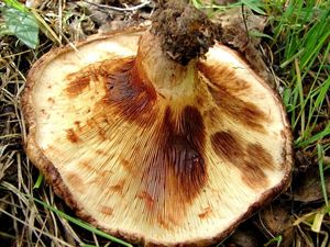 Čechratka podvinutá - Paxillus involutus