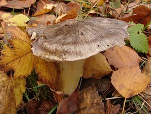 Čirůvka havelka - Tricholoma portentosum (Fr.) Quél.