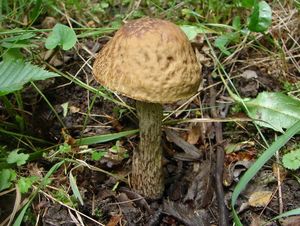 Kozák habrový - Leccinum pseudoscabrum ( Kallenb.) Šutara