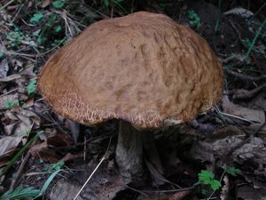 Kozák habrový - Leccinum pseudoscabrum ( Kallenb.) Šutara