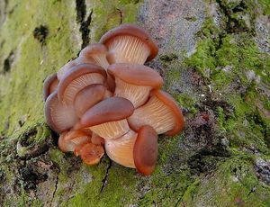 Hlíva ústřičná - Pleurotus ostreatus (Jacq.) P. Kumm. 1871