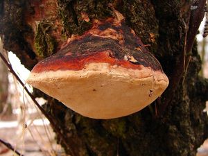 Troudnatec pásovaný - Fomitopsis pinicola (Sowerby) P. Karst.