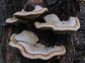 Outkovka chlupatá - Trametes hirsuta