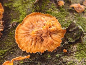 Žilnatka oranžová - Phlebia radiata Fr. 1821